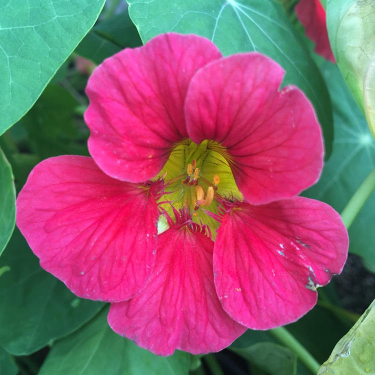plant image 468325
