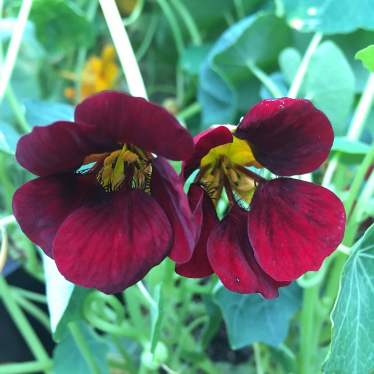 plant image 468476