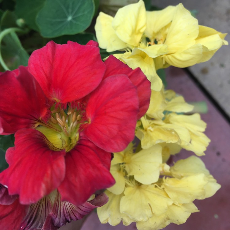 plant image 468582
