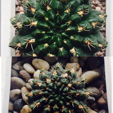 Gymnocalycium baldianum