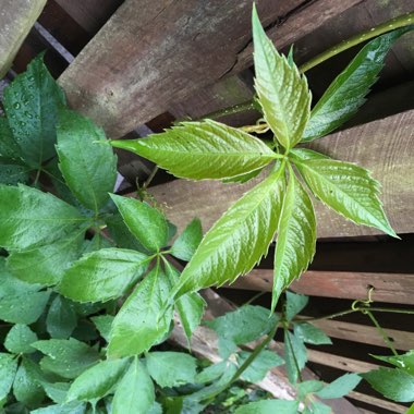 Parthenocissus quinquefolia syn. Ampelopsis hederacea ; Ampelopsis quinquefolia