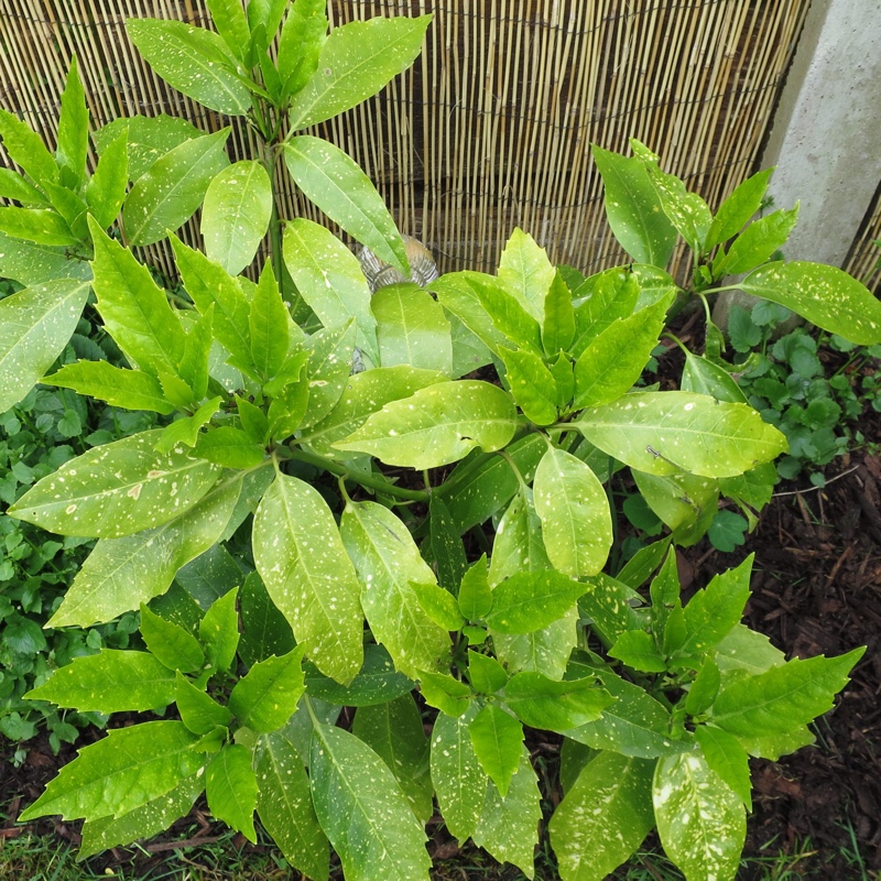 plant image 90610