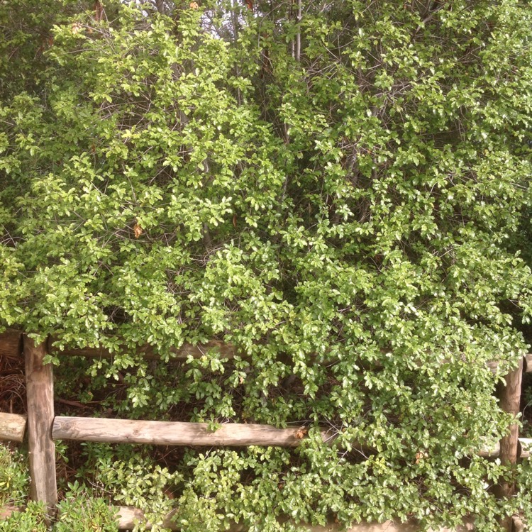 Plant image Pittosporum tenuifolium 'Variegatum'