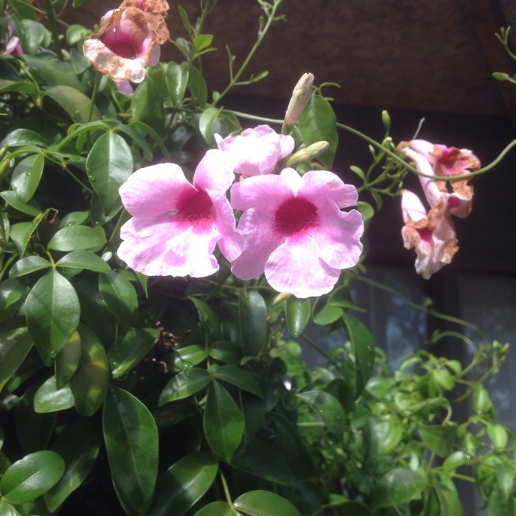 plant image 1279630