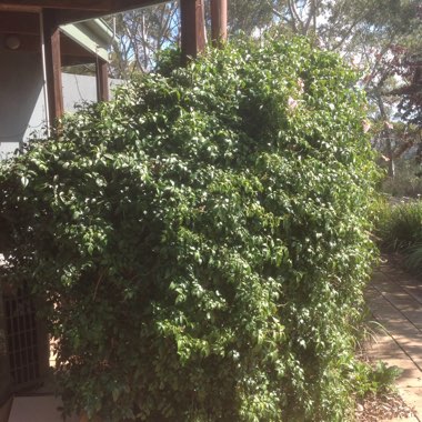 Pandorea jasminoides 'Party Pink'
