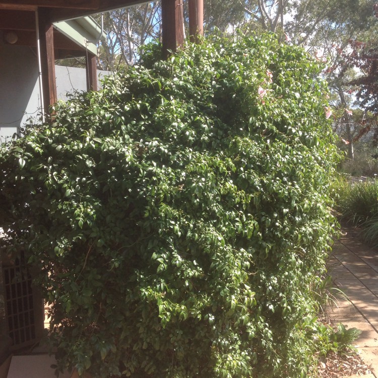 plant image 1279631