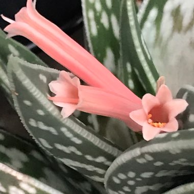 Aloe 'Partridge Breast'