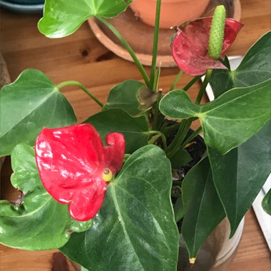 Anthurium (Andraeanum Group) 'Rijn200679' syn. Anthurium 'Princess Ariane Pride'