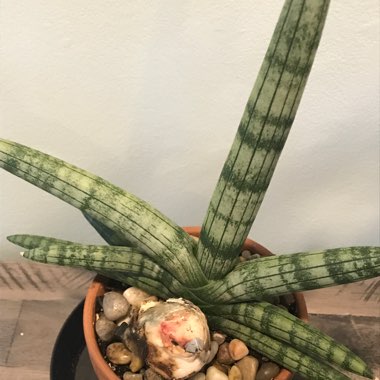 Sansevieria cylindrica 'Boncel'