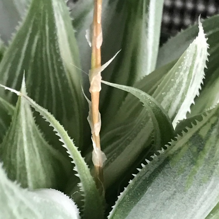 Plant image Haworthia retusa 'White Ghost'