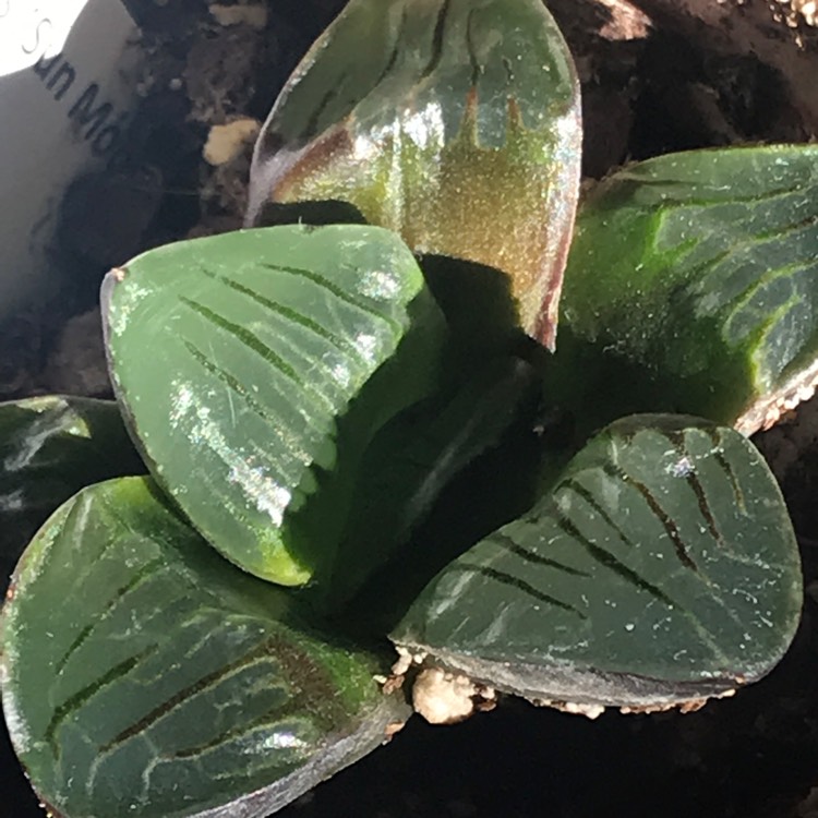 Plant image Haworthia Springbokvlakensis