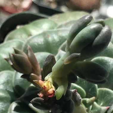 Tacitus Bellus syn.Graptopetalum Bellum