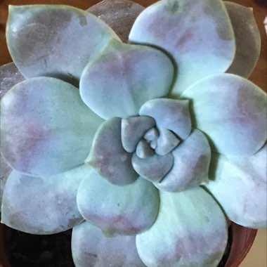Graptopetalum Superbum