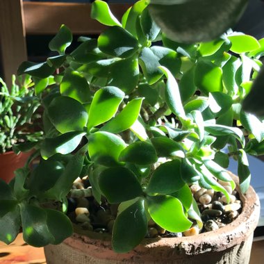Crassula arborescens subsp. 'Undulatifolia'