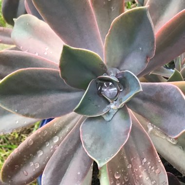 xGraptoveria Fred Ives