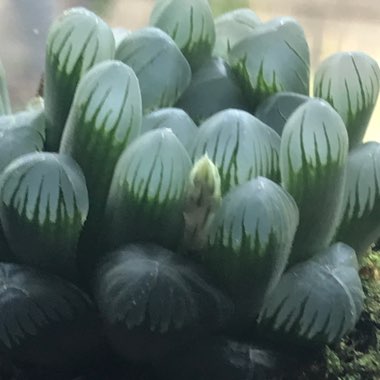 Haworthia Cooperi
