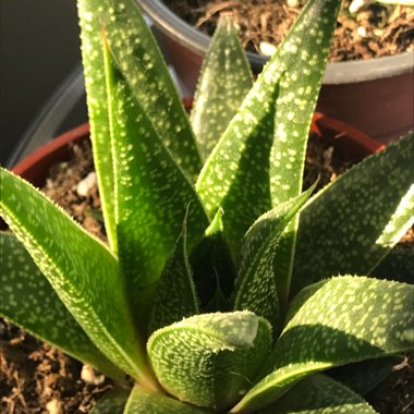 x Gasteraloe 'Flow'