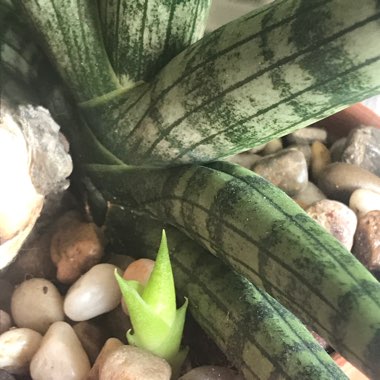 Sansevieria cylindrica 'Boncel'