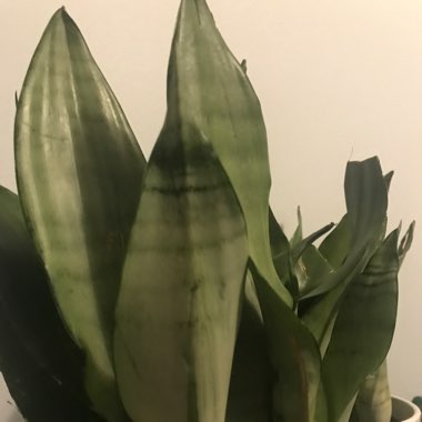 Sansevieria Moonshine