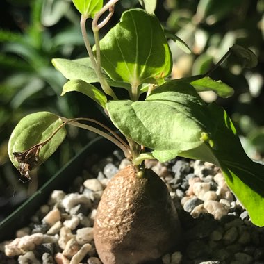 Dioscorea elephantipes syn. Testudinaria elephantipes