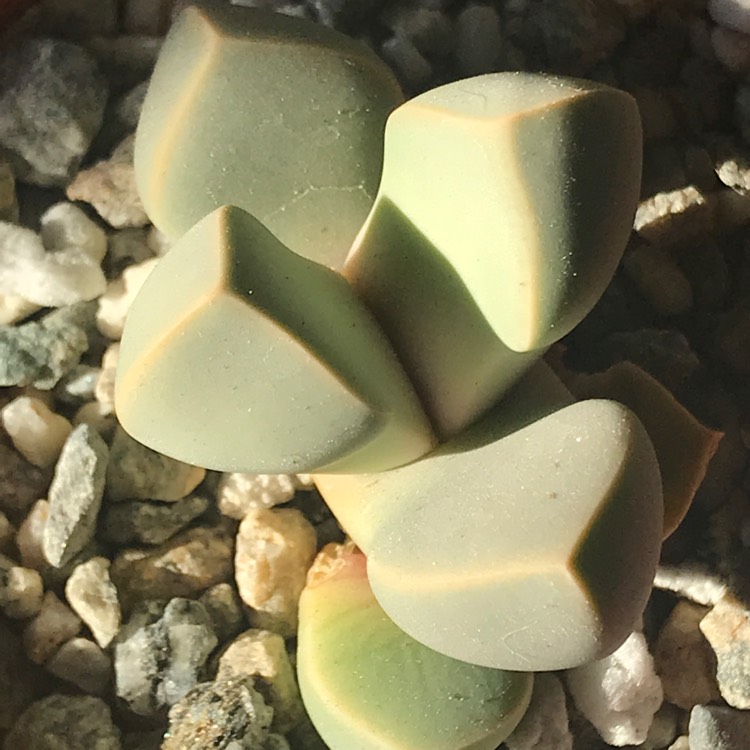 plant image 1072127 plant image 1072127