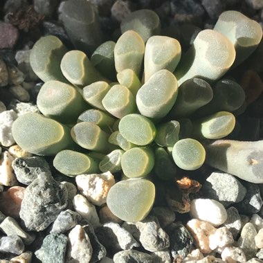 Frithia Pulchra