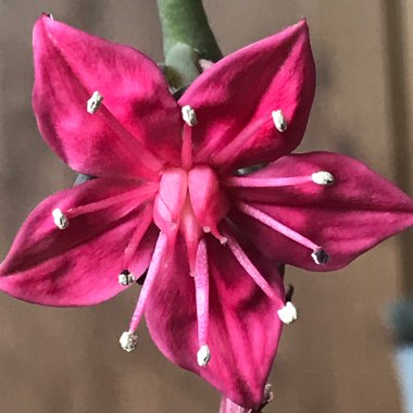 Tacitus Bellus syn.Graptopetalum Bellum