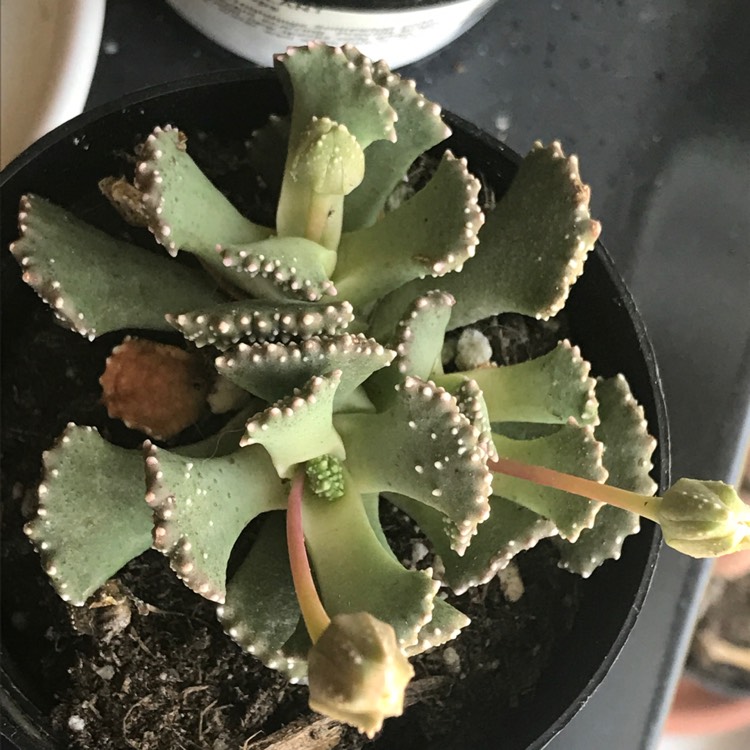 plant image 1102597