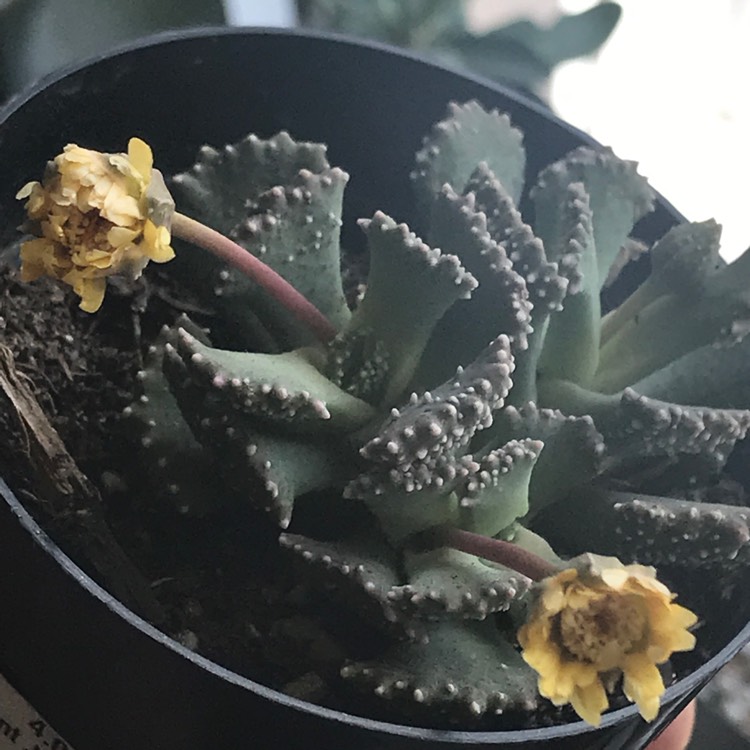 plant image 1111660