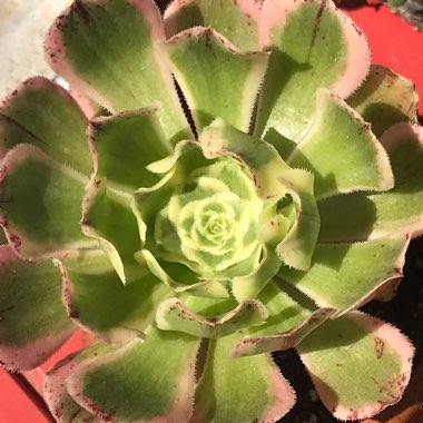 Aeonium Sunburst
