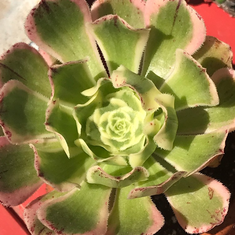 plant image 1115094
