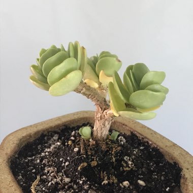 Portulaca Molokiniensis 
