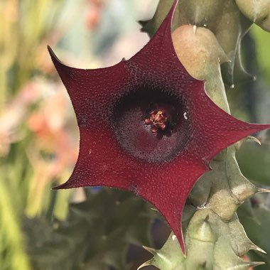 Huernia Schneideriana