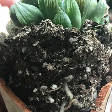 Haworthia Cymbiformis cv. Obtusa Yamada Black