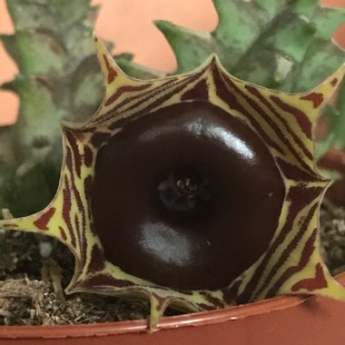 Huernia Zebrina