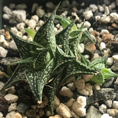Aloe