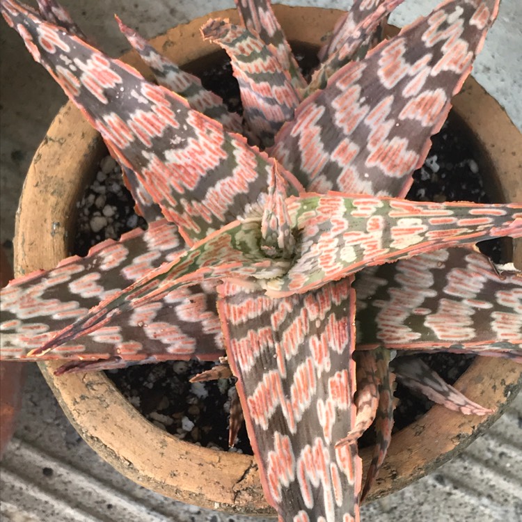 Plant image Aloe ‘Wrasse'