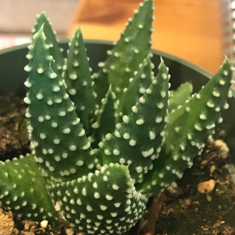 Plant image Tulista pumila syn. Haworthia pumila