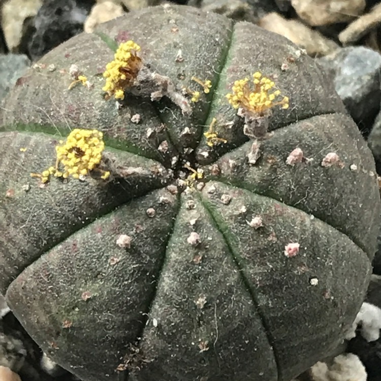 plant image 1157340 plant image 1157340