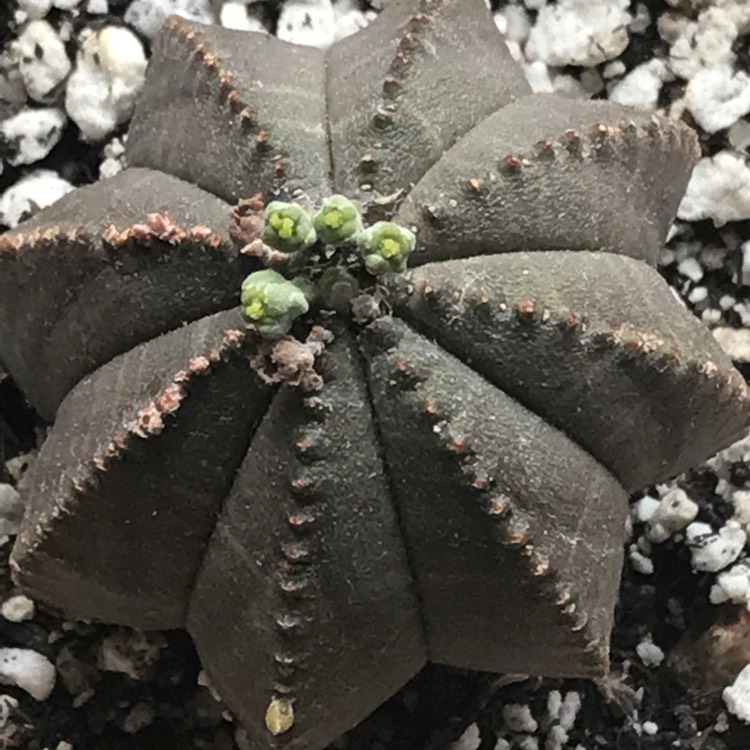 plant image 1157344 plant image 1157344