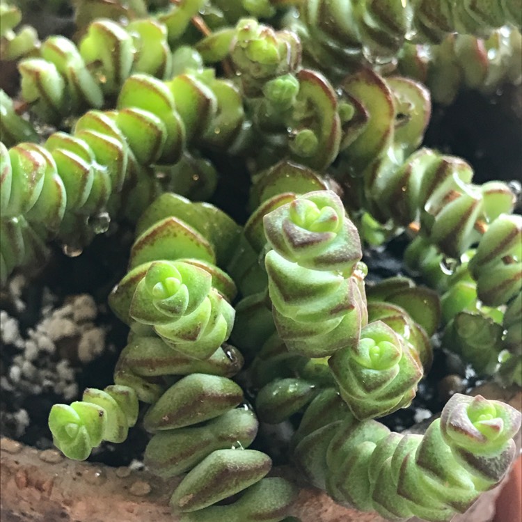 plant image 1183703