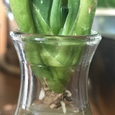 Haworthia