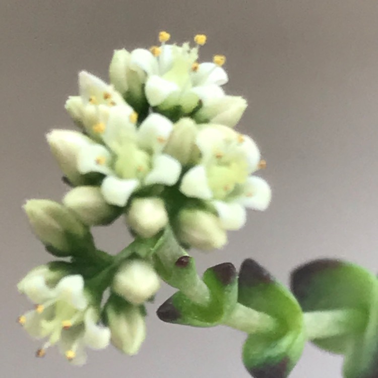 plant image 1204951