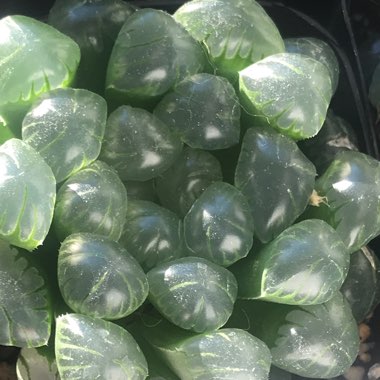 Haworthia Cooperi