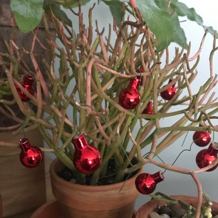 plant image 1209853