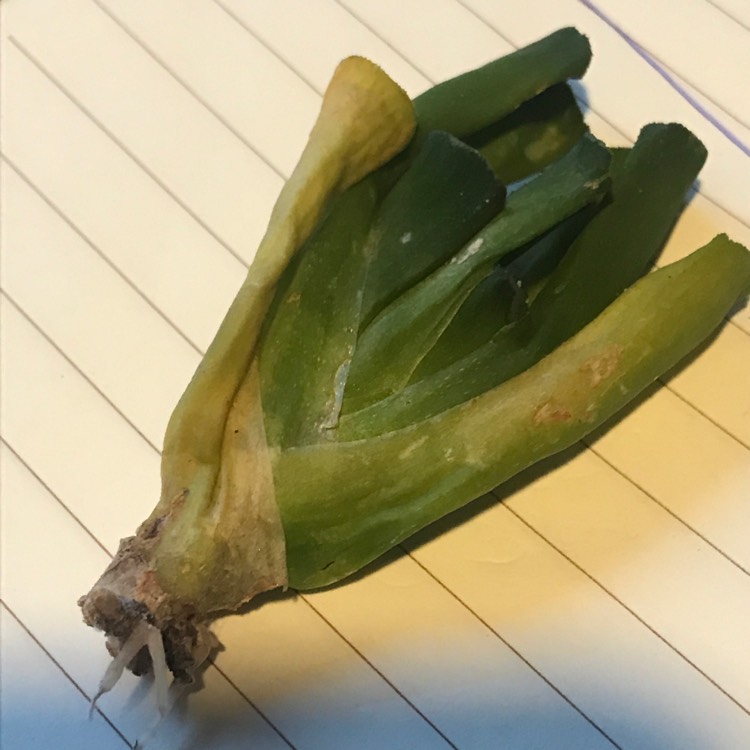 plant image 1215755 plant image 1215755