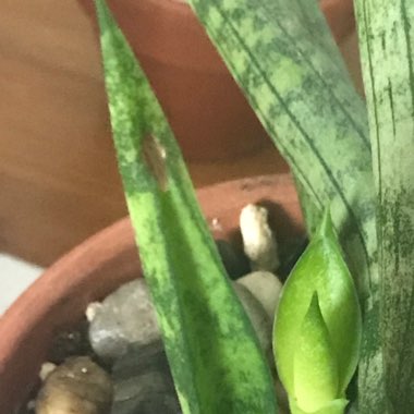 Sansevieria cylindrica 'Boncel'