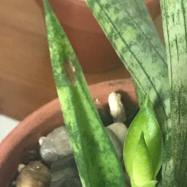 Plant image Sansevieria cylindrica 'Boncel'