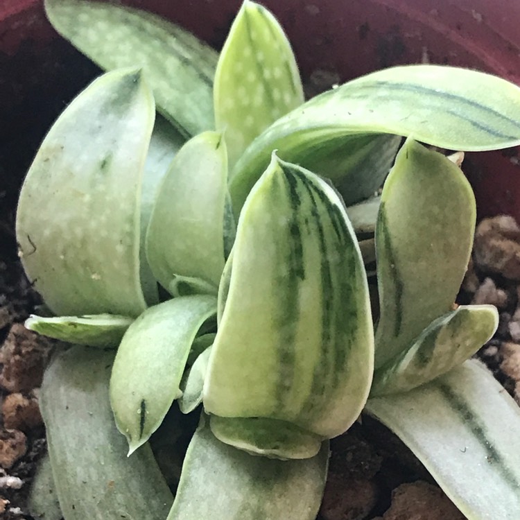 plant image 1223973