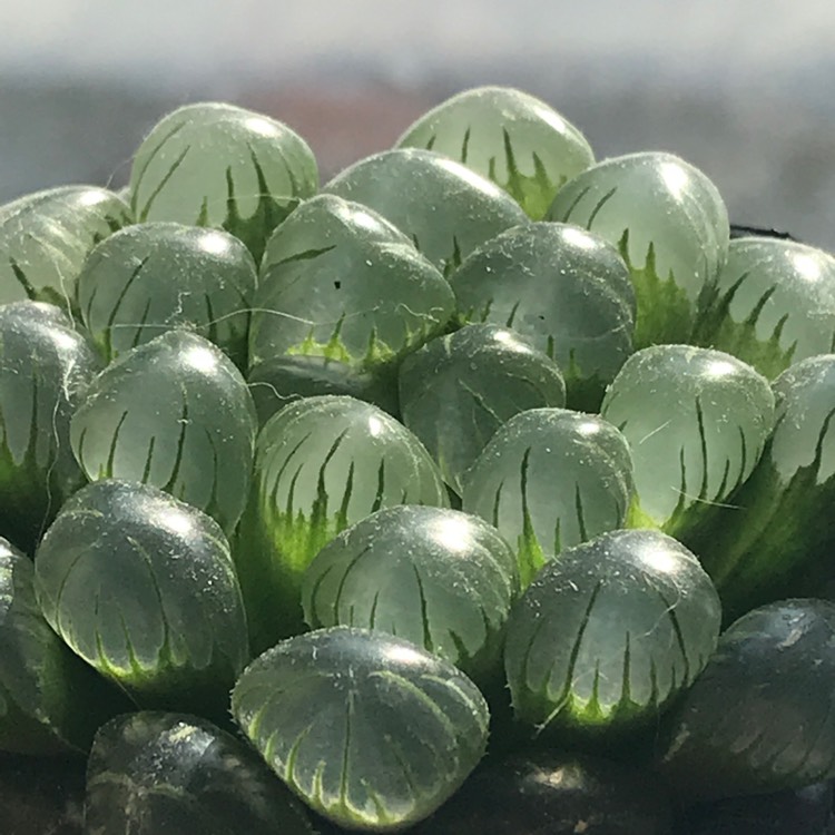 plant image 1233782
